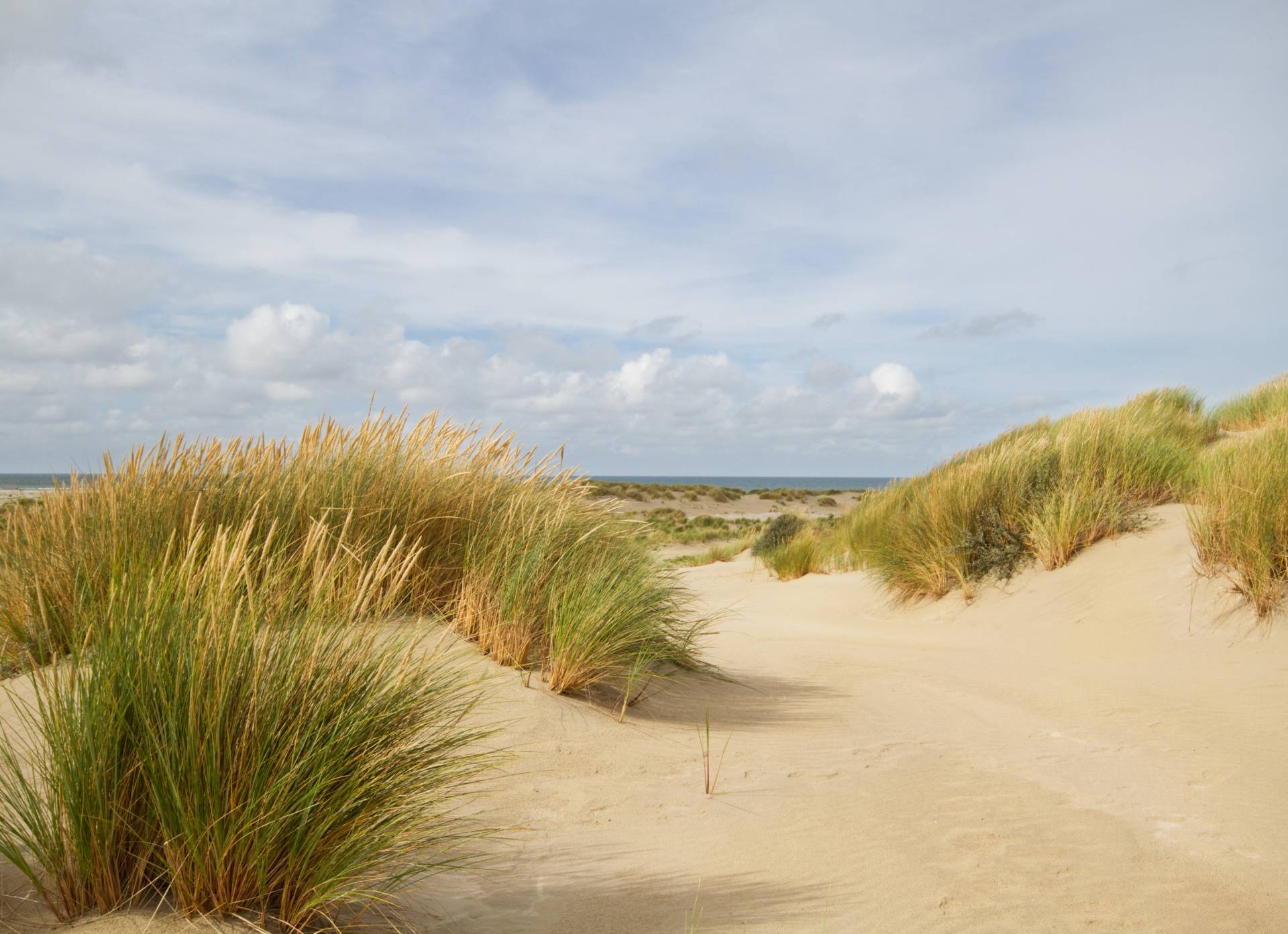 Papermoon Fototapete »Dunes Grass« Papermoon Fototapete »Dunes Grass« von Papermoon