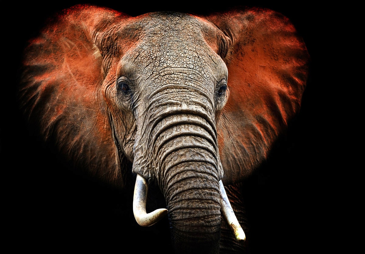 Papermoon Fototapete »Elefant« von Papermoon
