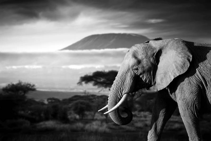 Papermoon Fototapete »Elefant mit Landschaft Schwarz Weiss« von Papermoon