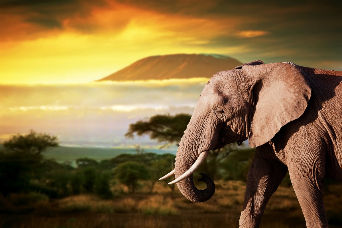 Papermoon Fototapete »Elefant von Kilimanjaro« von Papermoon