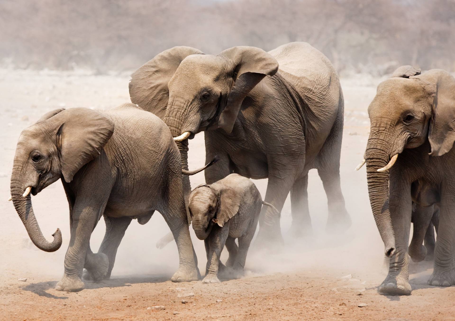 Papermoon Fototapete »Elephan Herd« Papermoon Fototapete »Elephan Herd« von Papermoon