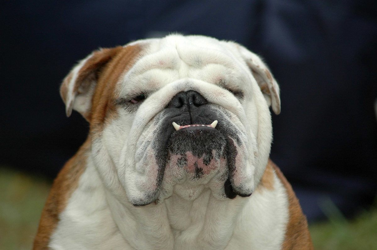 Papermoon Fototapete »Englisches Bulldoggenporträt« von Papermoon