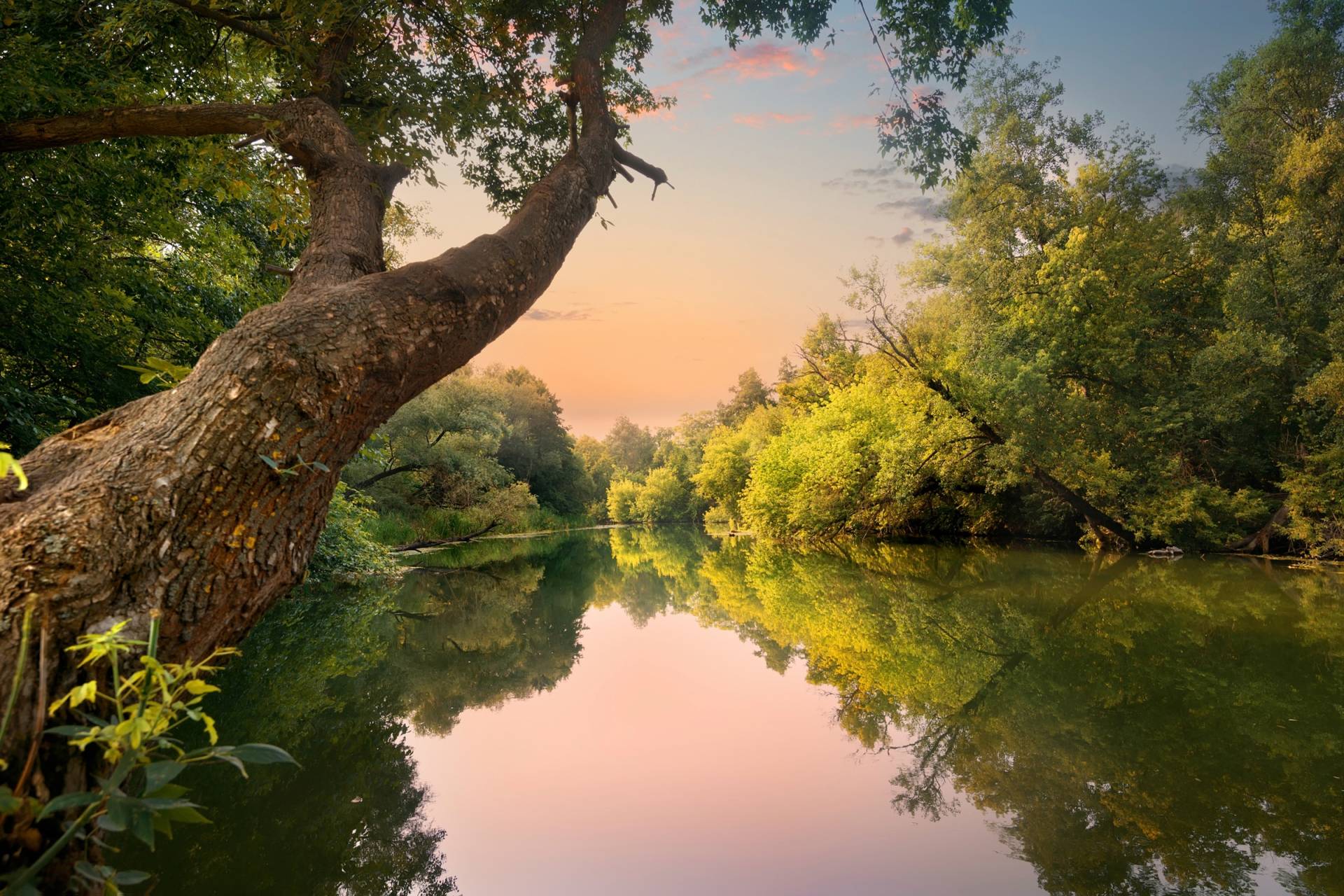 Papermoon Fototapete »FLUSS IM WALD-BAUM WIESE WALD SONNE WEG PFLANZE FARNE« Papermoon Fototapete »FLUSS IM WALD-BAUM WIESE WALD SONNE WEG PFLANZE FARNE« von Papermoon