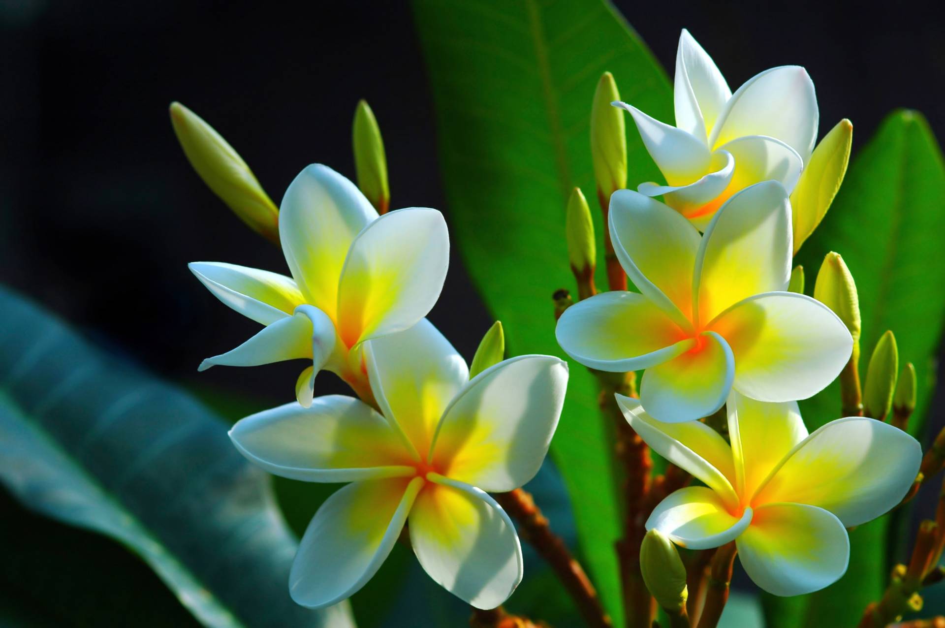 Papermoon Fototapete »FRANGIPANI-BLUMEN PLUMERIA PFLANZE JASMIN BLÜTEN BAUM« Papermoon Fototapete »FRANGIPANI-BLUMEN PLUMERIA PFLANZE JASMIN BLÜTEN BAUM« von Papermoon