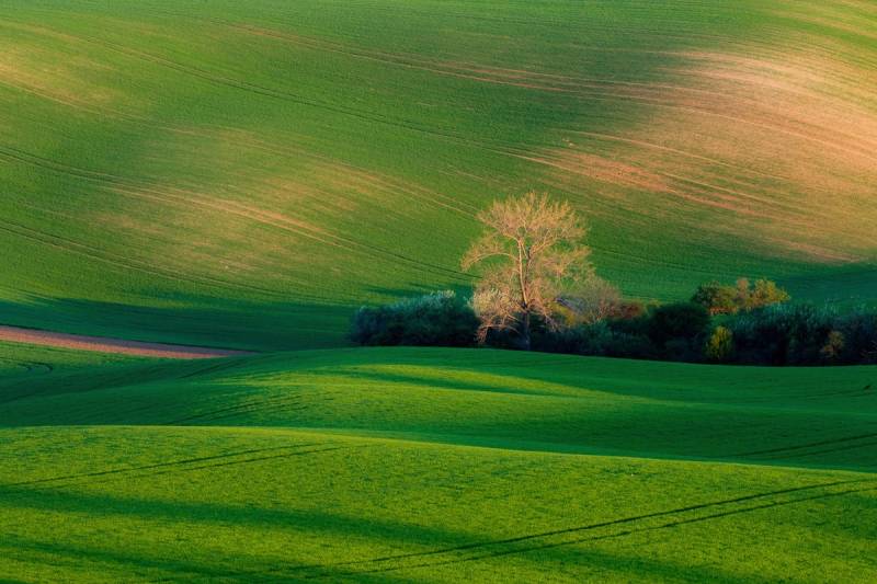 Papermoon Fototapete »Feld mit Hütte« von Papermoon