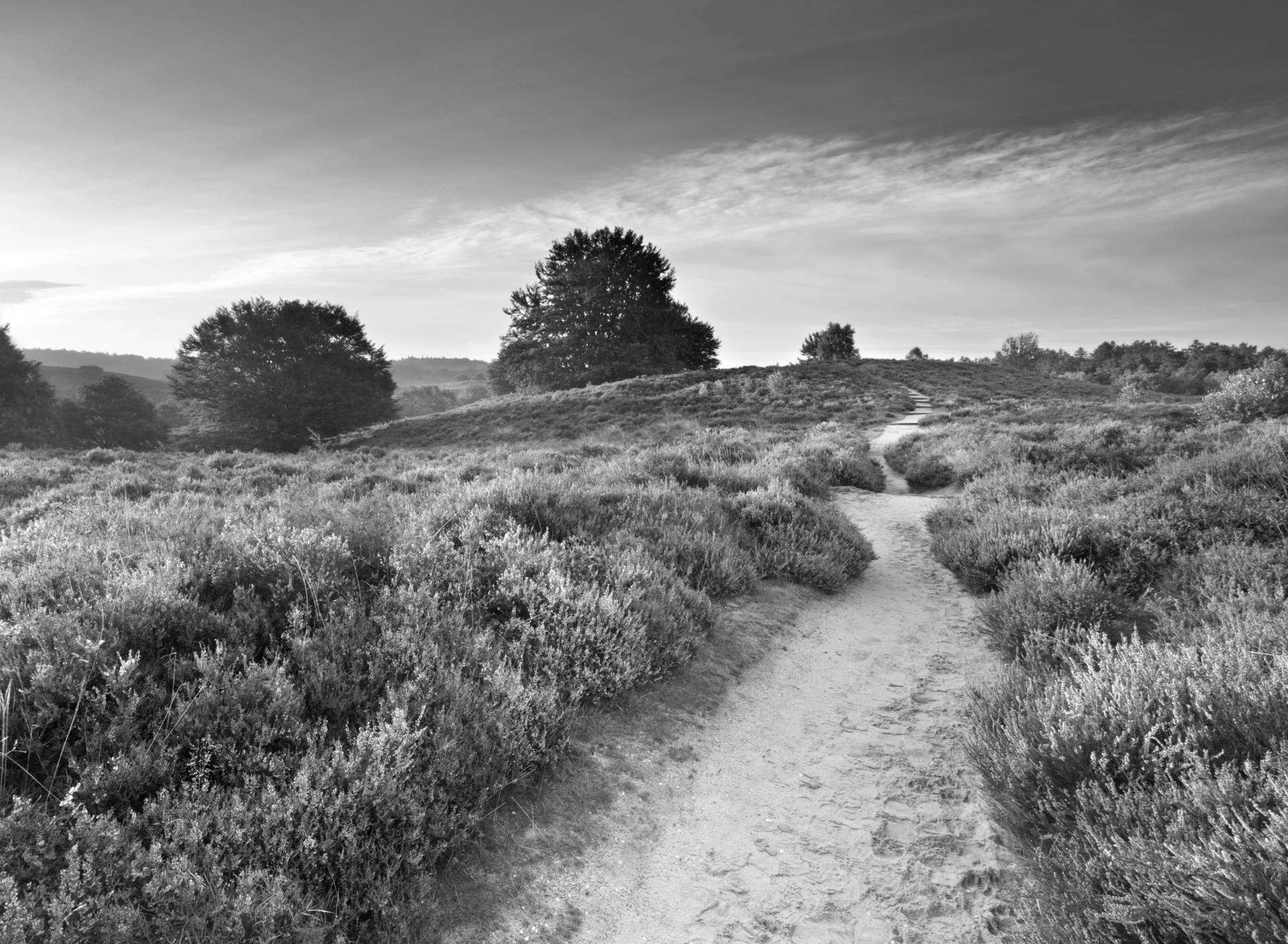 Papermoon Fototapete »Feldweg Schwarz & Weiss« von Papermoon