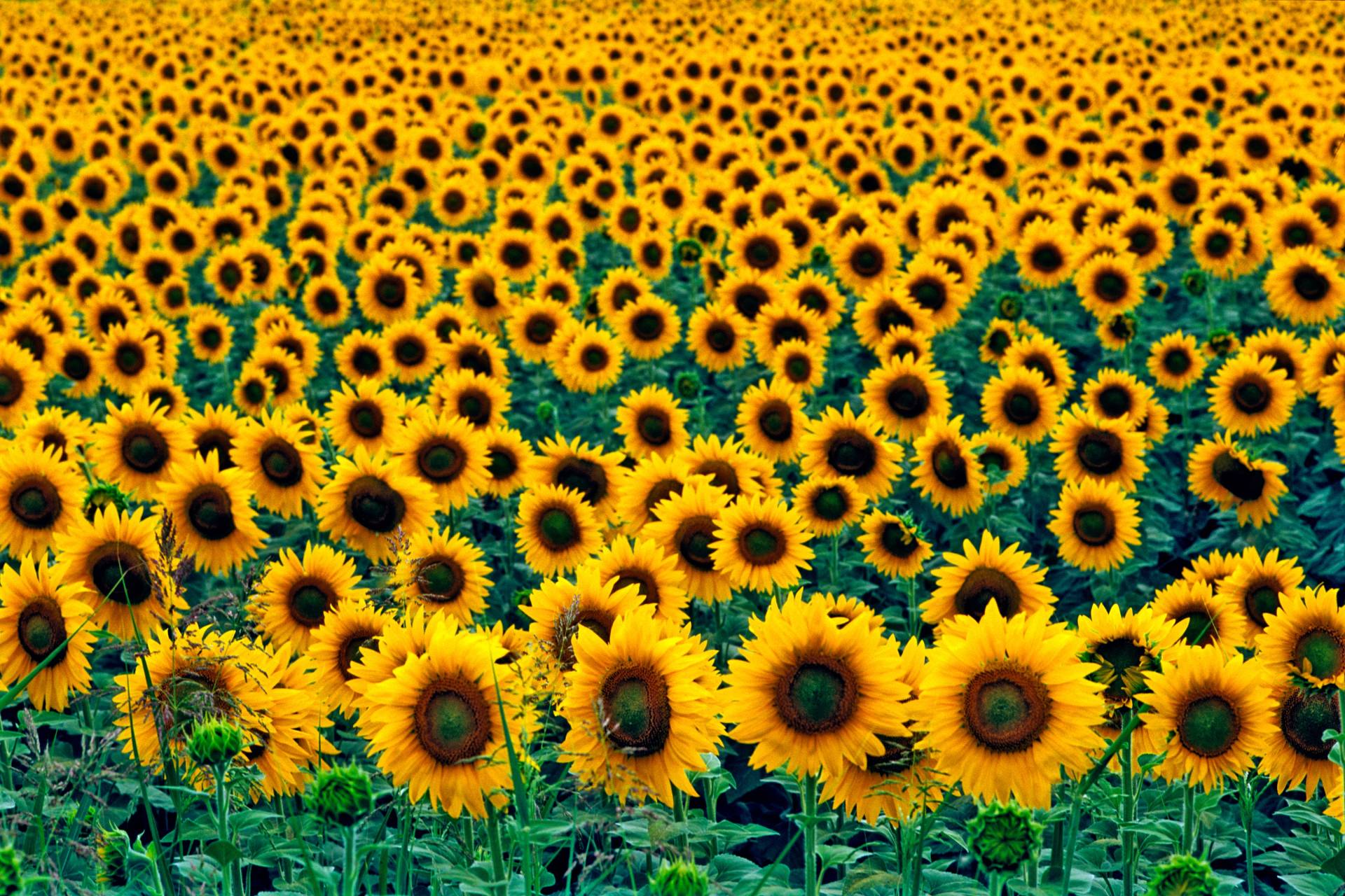 Papermoon Fototapete »Field of Sunflowers« von Papermoon