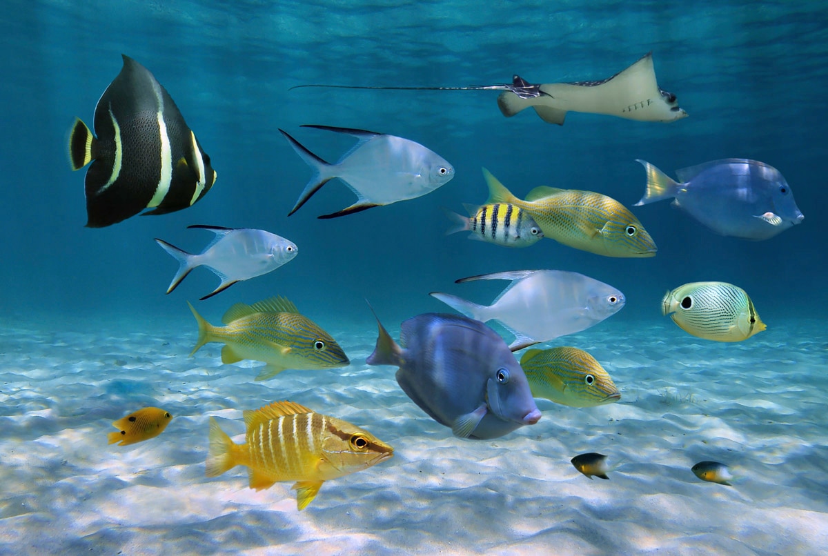 Papermoon Fototapete »Fische« von Papermoon