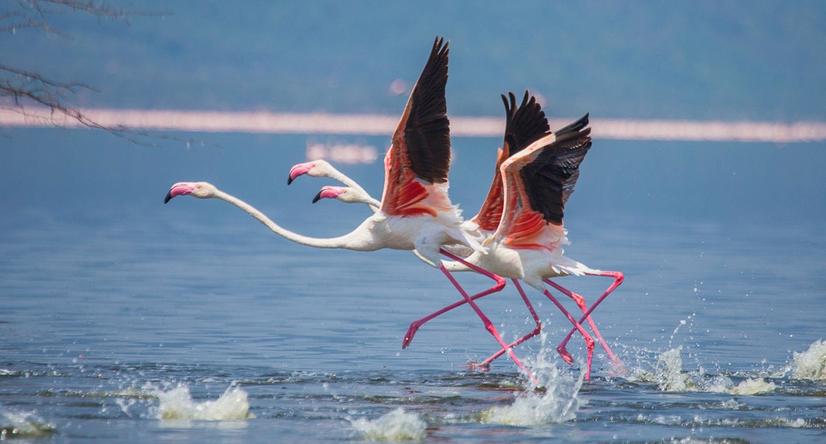 Papermoon Fototapete »Flamingos heben ab« Papermoon Fototapete »Flamingos heben ab« von Papermoon