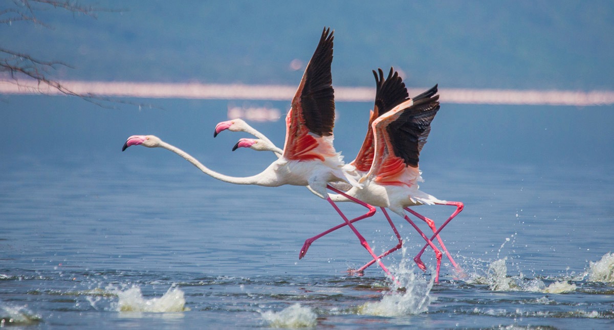 Papermoon Fototapete »Flamingos heben ab« Papermoon Fototapete »Flamingos heben ab« von Papermoon