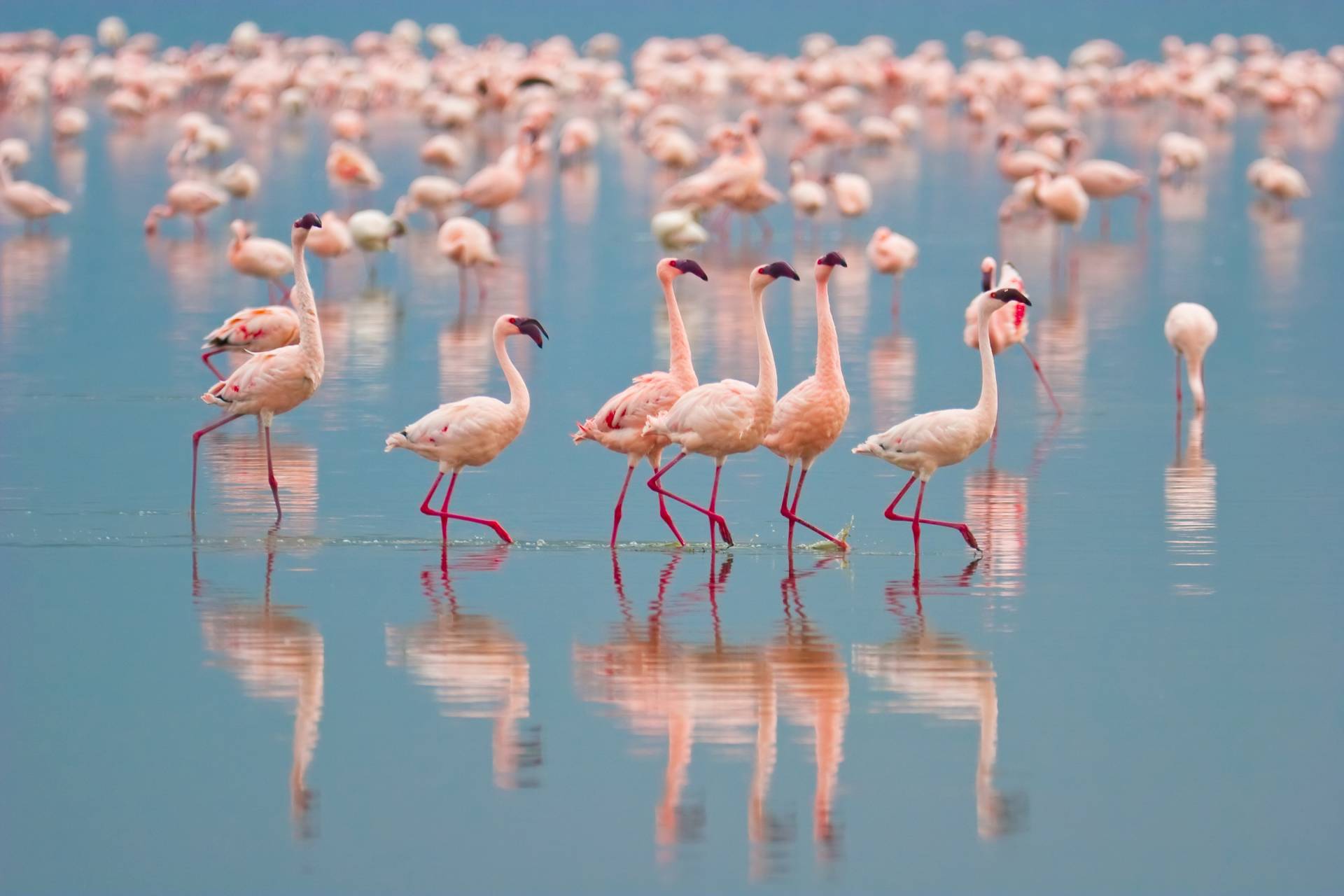 Papermoon Fototapete »Flamingos« Papermoon Fototapete »Flamingos« von Papermoon