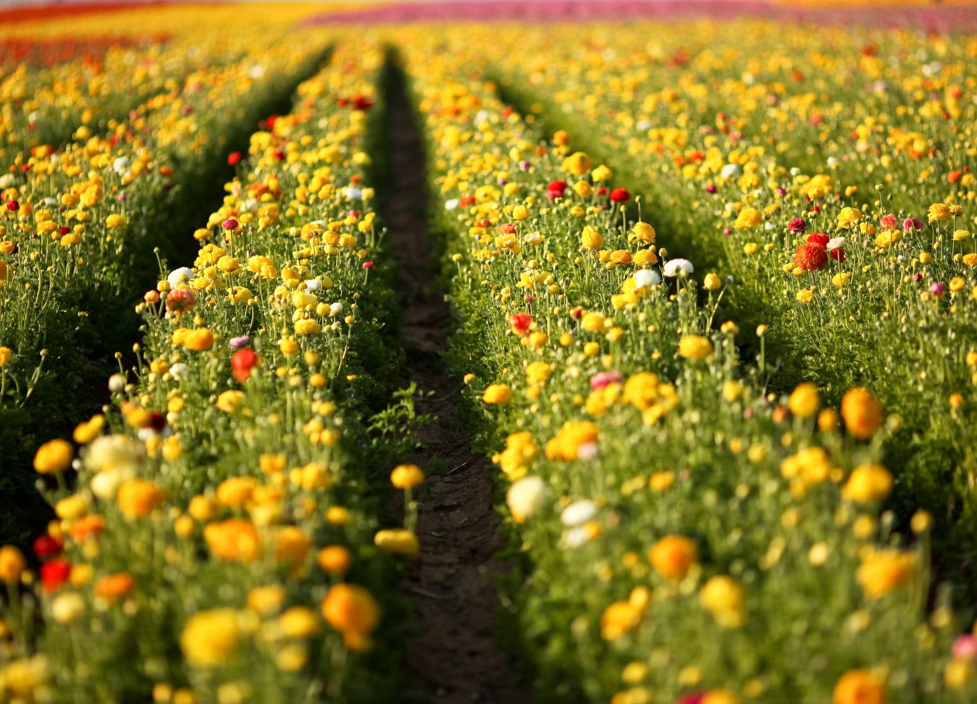 Papermoon Fototapete »Flower Field in San Diego« von Papermoon