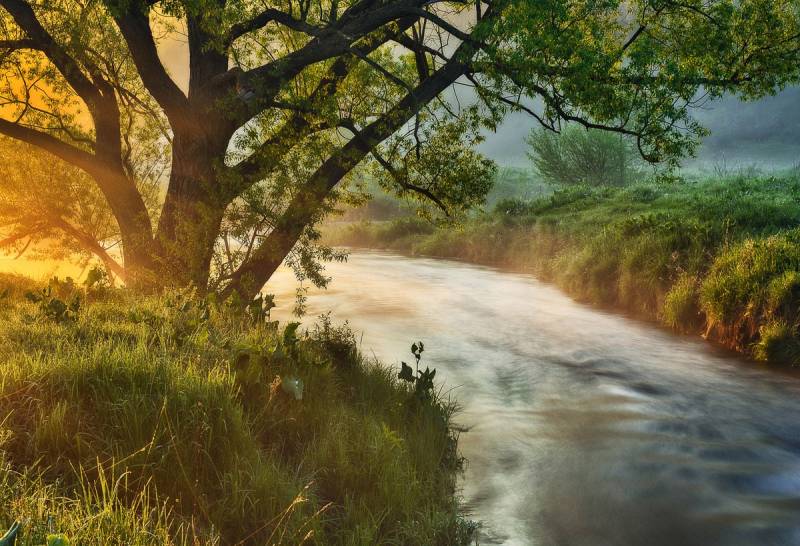 Papermoon Fototapete »Fluss am Baum« von Papermoon