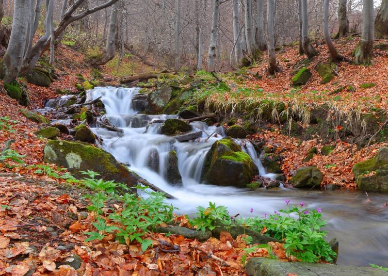 Papermoon Fototapete »Fluss durch Wald« von Papermoon