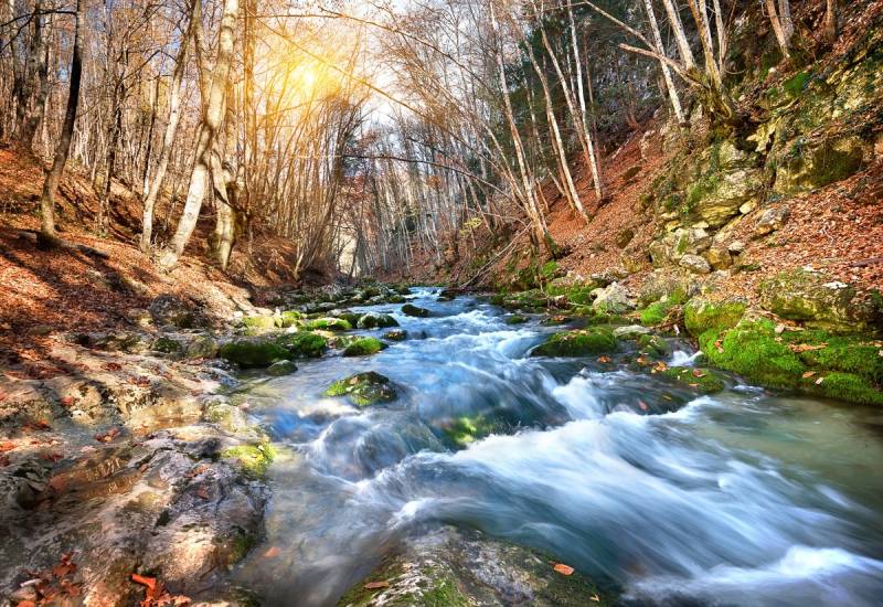 Papermoon Fototapete »Fluss durch Wald« von Papermoon