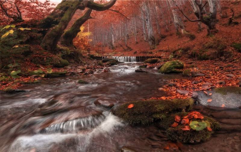 Papermoon Fototapete »Fluss im Wald« von Papermoon