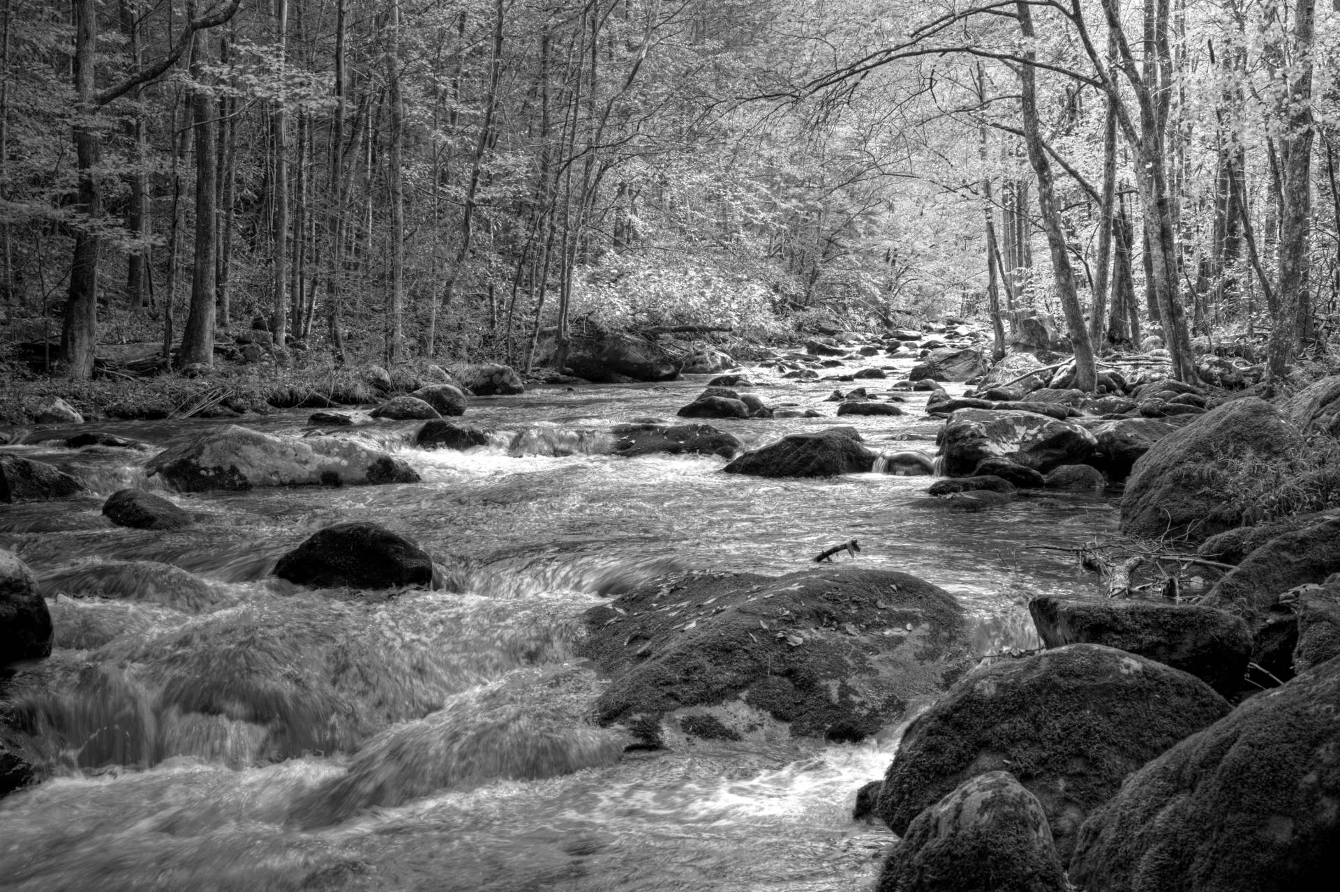 Papermoon Fototapete »Fluss im Wald Schwarz & Weiss« von Papermoon