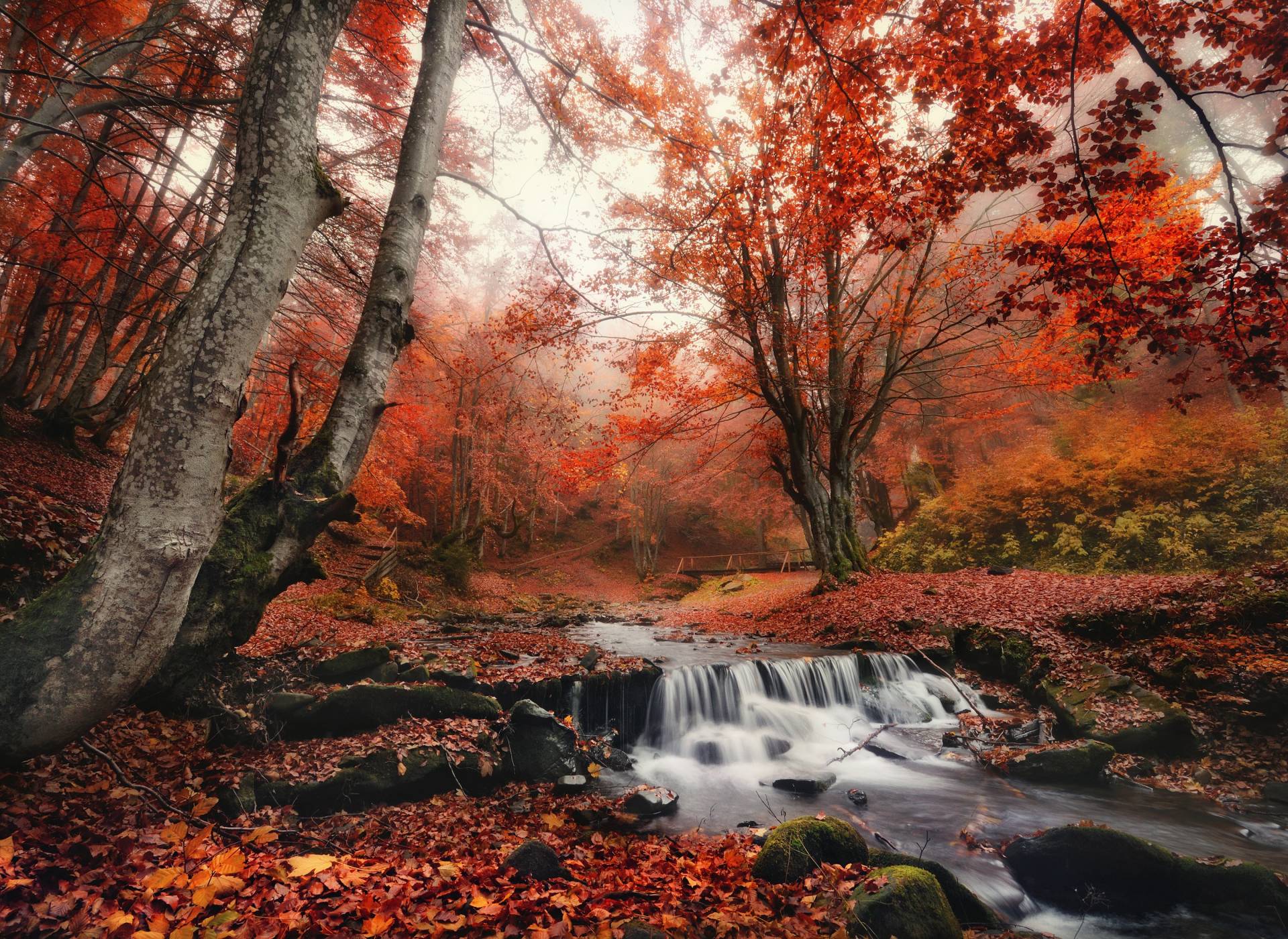 Papermoon Fototapete »Foggy Forest Creek« von Papermoon