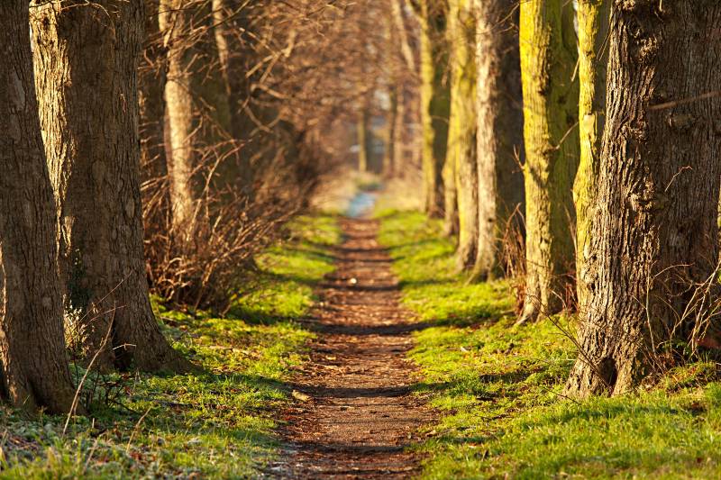 Papermoon Fototapete »Forest Walk Tunnel« von Papermoon