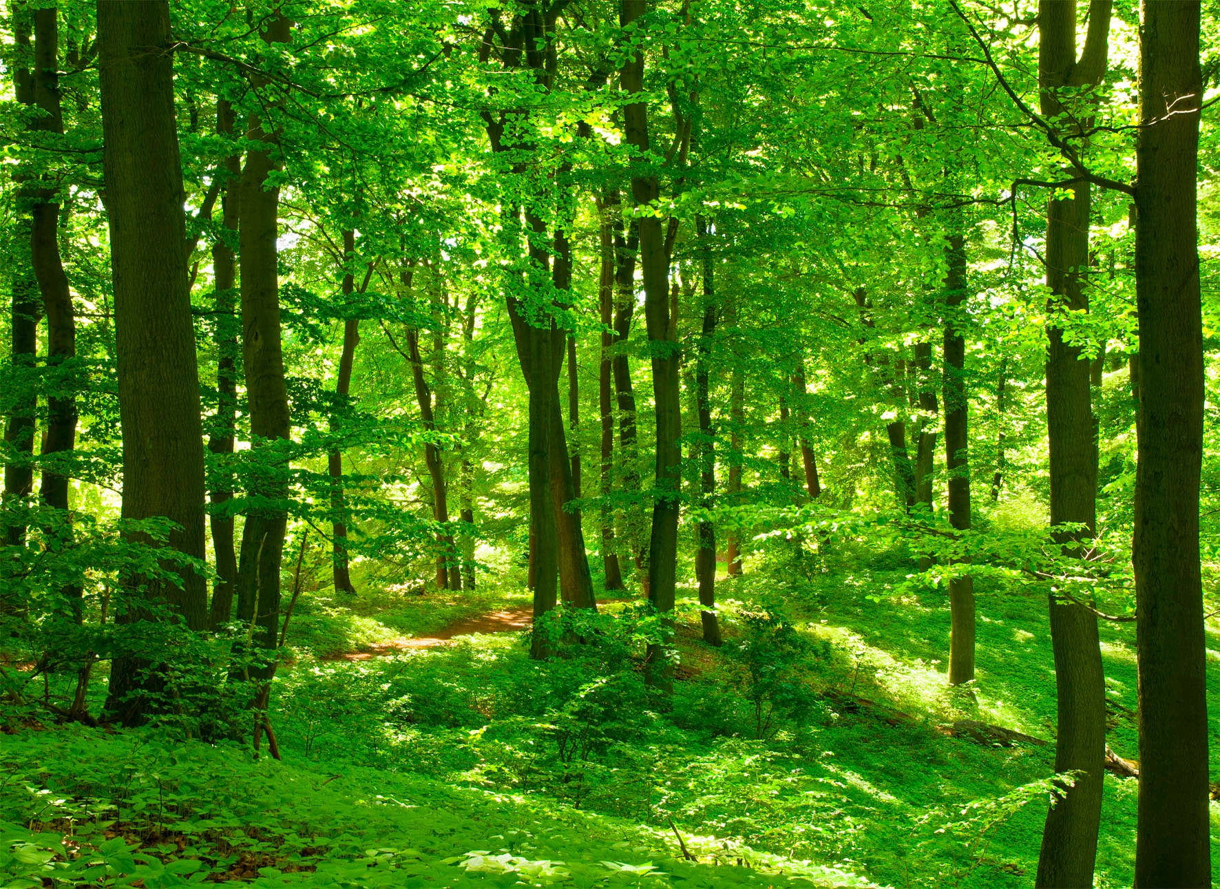 Papermoon Fototapete »Forest in Spring« Papermoon Fototapete »Forest in Spring« von Papermoon