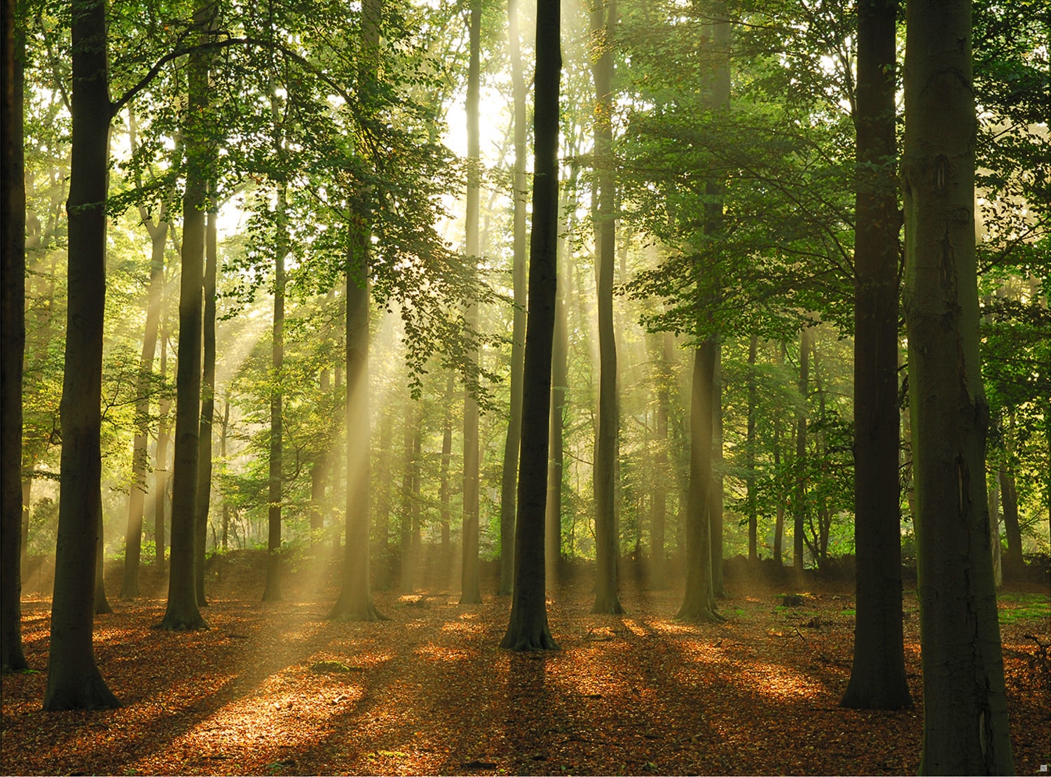 Papermoon Fototapete »Forest in the Morning« von Papermoon