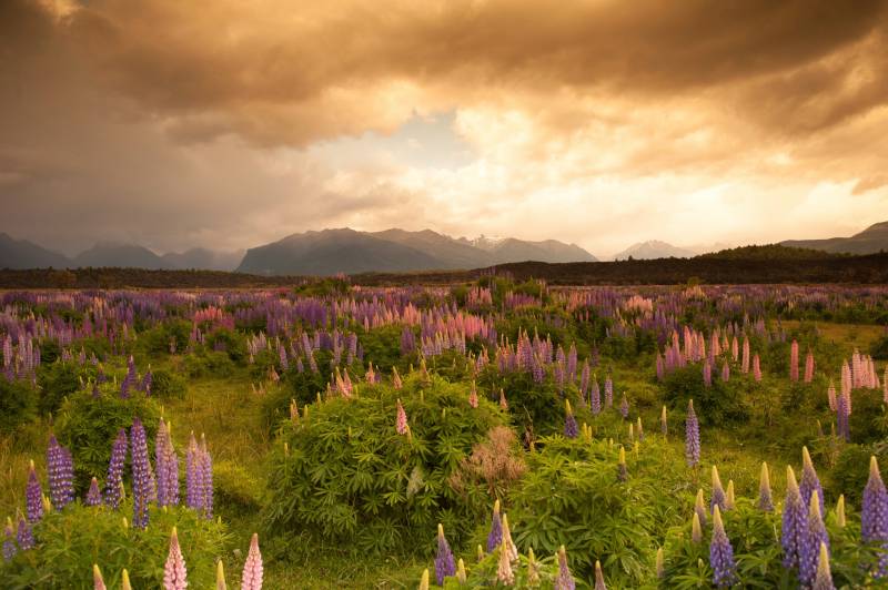 Papermoon Fototapete »GEBIRGE-FLUSS SEE BERGE WALD HIMMEL BACH WIESE BLUMEN« von Papermoon