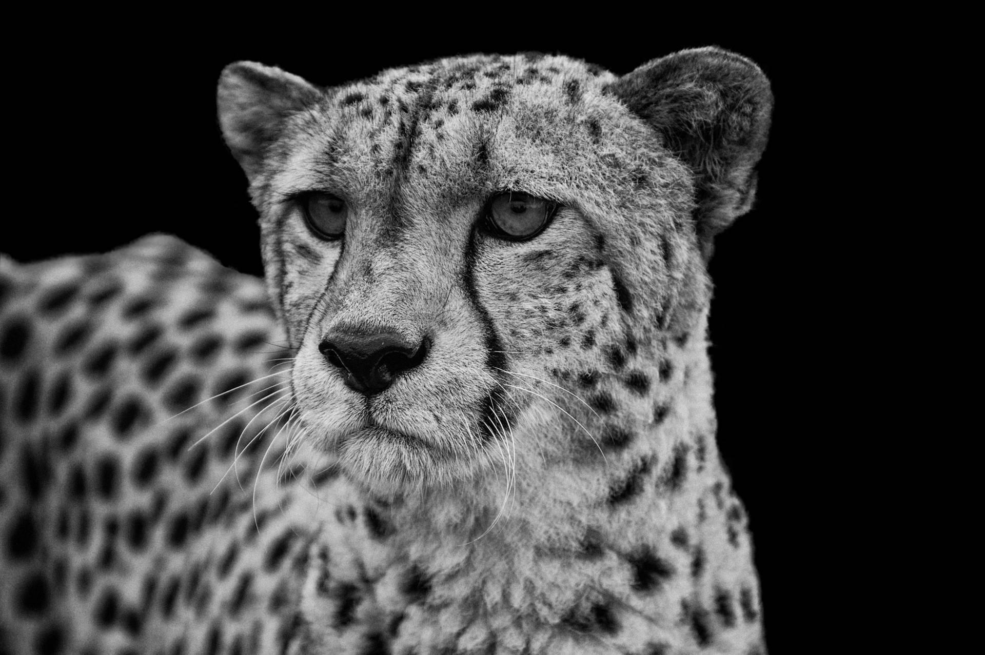 Papermoon Fototapete »GEPARD-LÖWE PUMA TIGER JAGUAR SCHWARZ WEIss WANDBILD XXL« Papermoon Fototapete »GEPARD-LÖWE PUMA TIGER JAGUAR SCHWARZ WEIss WANDBILD XXL« von Papermoon