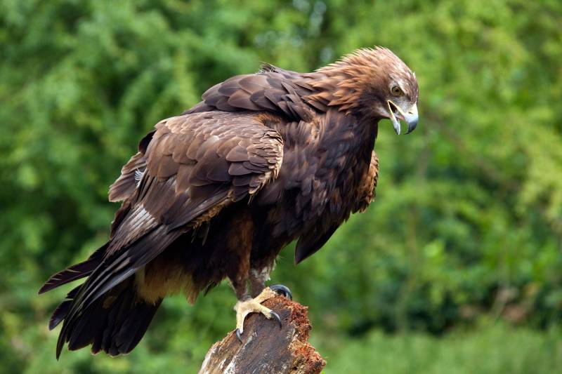 Papermoon Fototapete »GOLDENER ADLER-STEINADLER HIGHLAND SCHOTTLAND VOGEL« von Papermoon