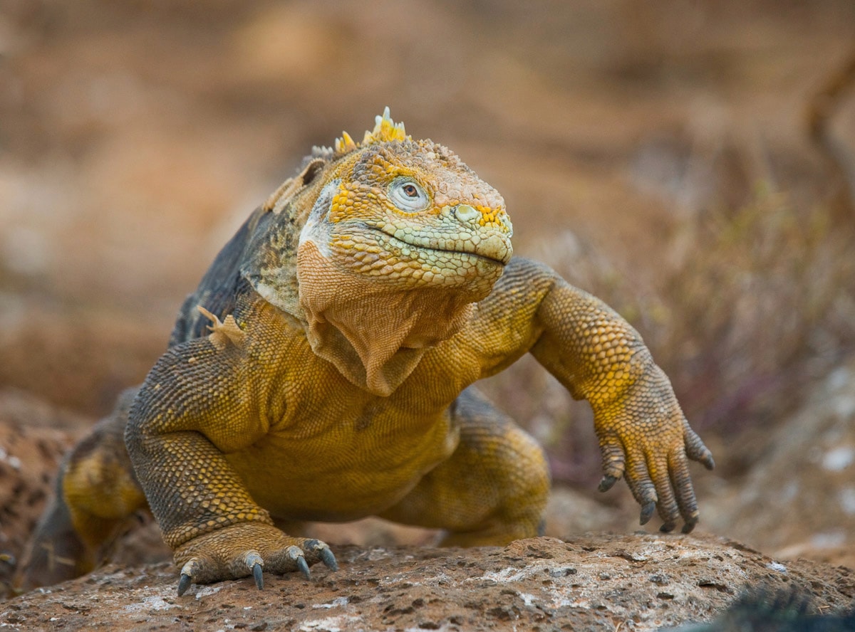 Papermoon Fototapete »Galapagos-Leguan« von Papermoon