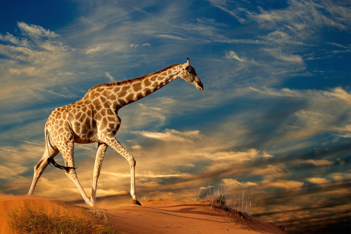 Papermoon Fototapete »Giraffe« von Papermoon