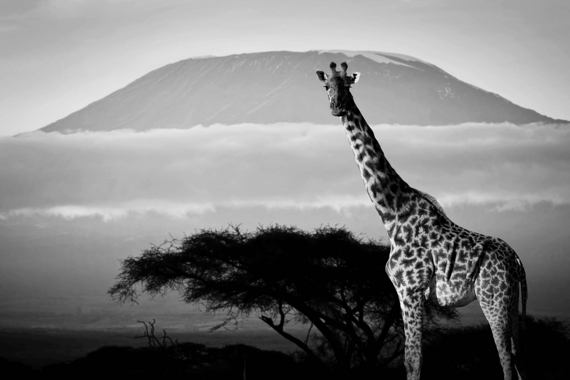 Papermoon Fototapete »Giraffe mit Landschaft Schwarz & Weiss« Papermoon Fototapete »Giraffe mit Landschaft Schwarz & Weiss« von Papermoon