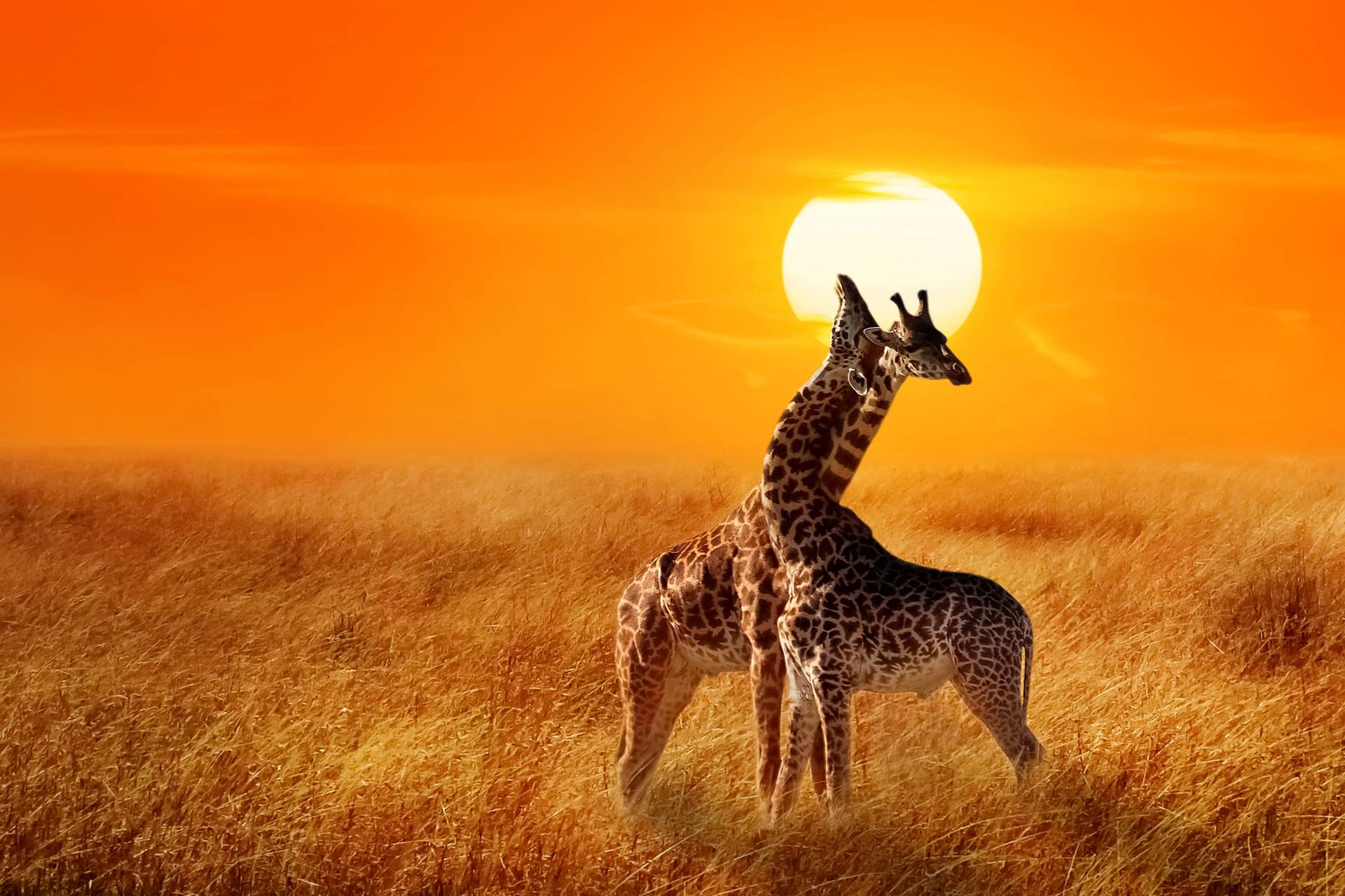 Papermoon Fototapete »Giraffes against Sunset« von Papermoon