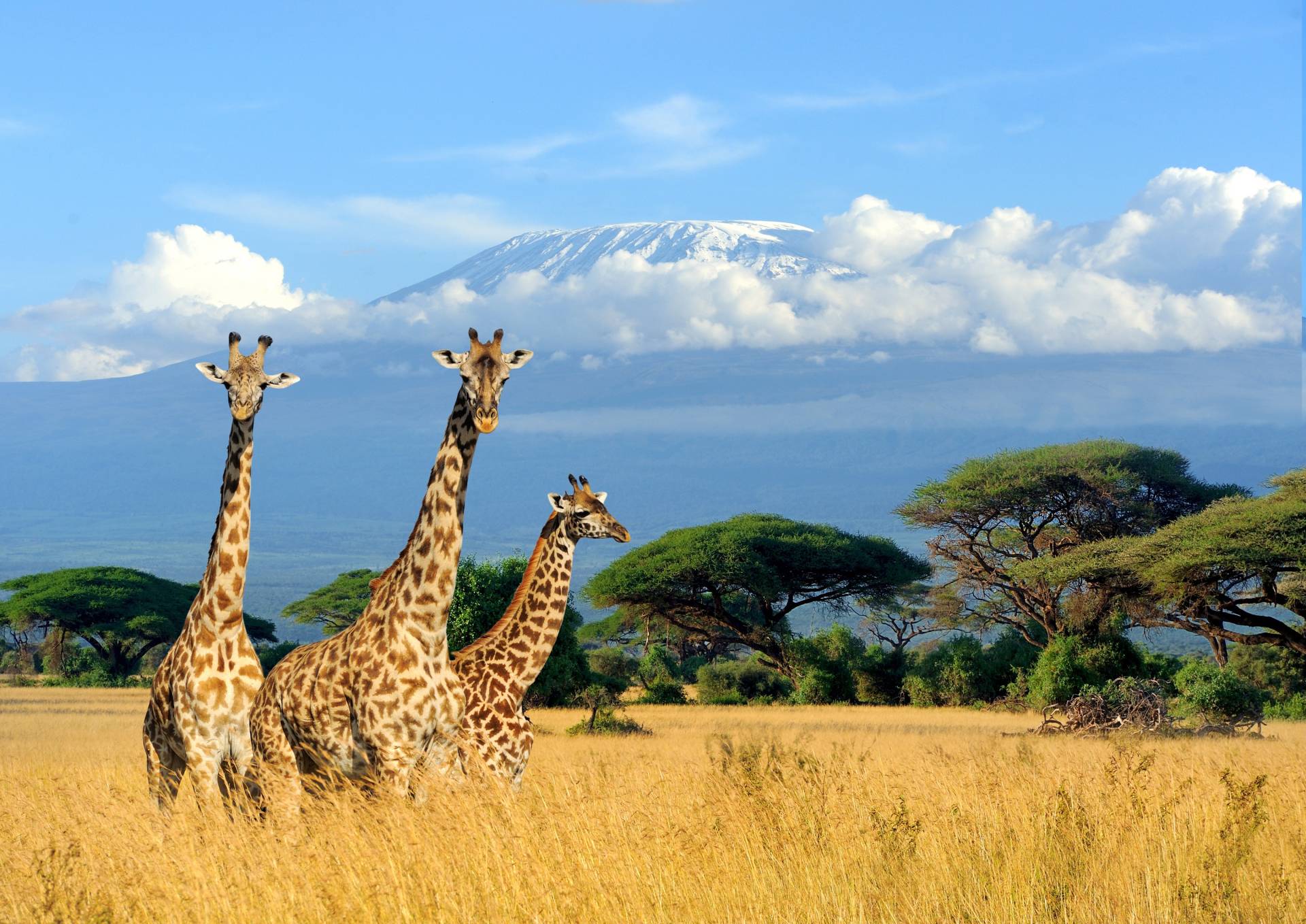 Papermoon Fototapete »Giraffes at Kilimanjaro« von Papermoon