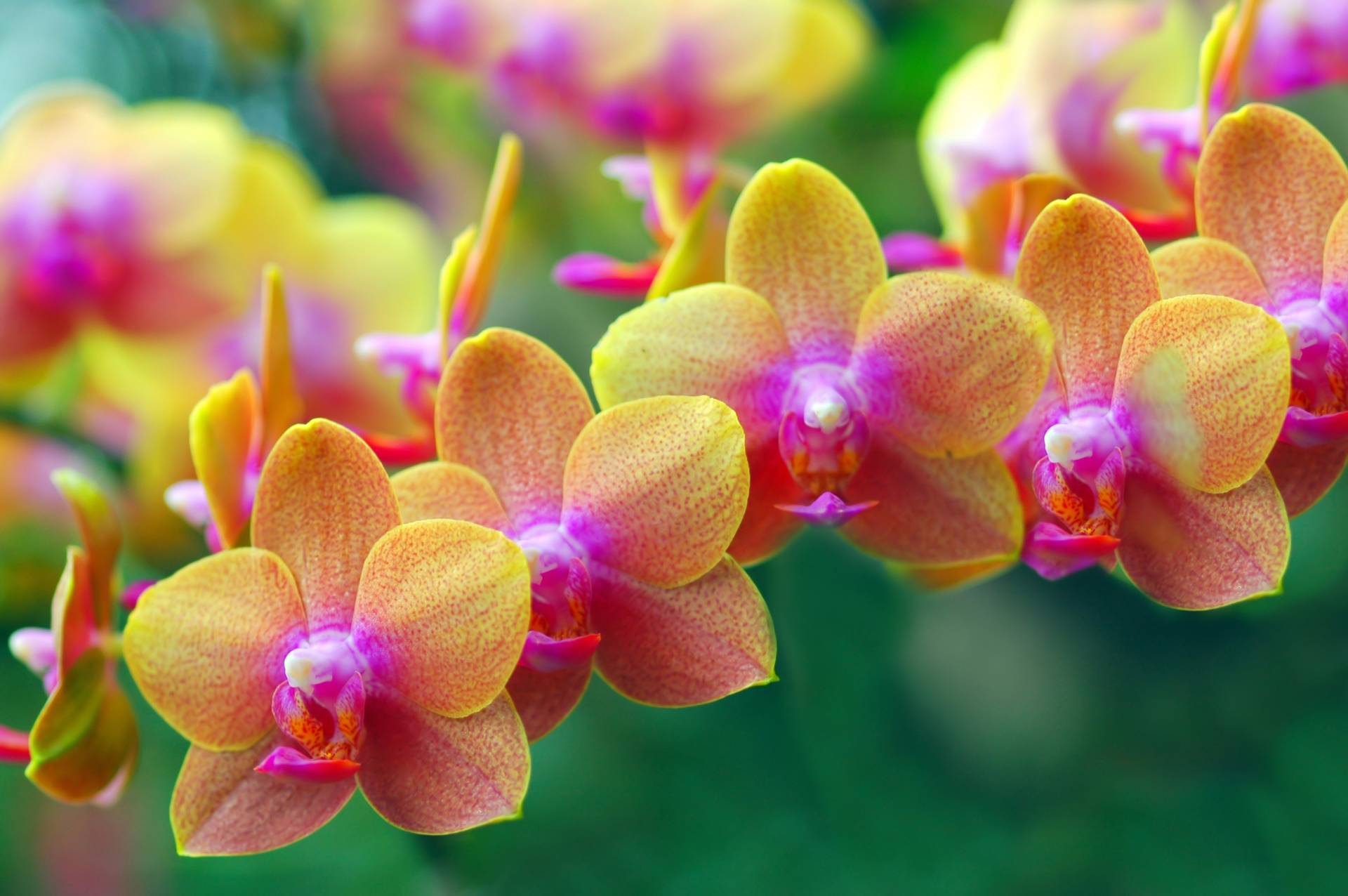 Papermoon Fototapete »Goldfarbenen Orchids« von Papermoon