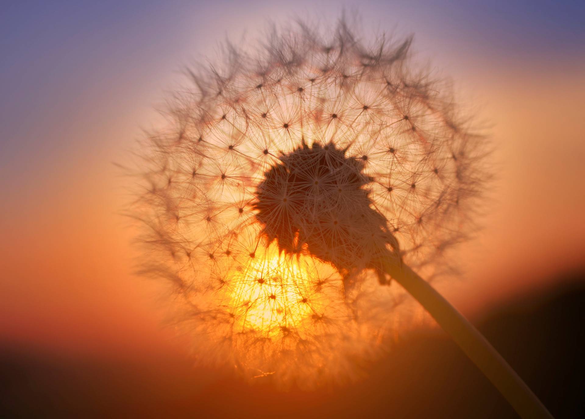 Papermoon Fototapete »Goldfarbenen Sunset Dandelion« Papermoon Fototapete »Goldfarbenen Sunset Dandelion« von Papermoon