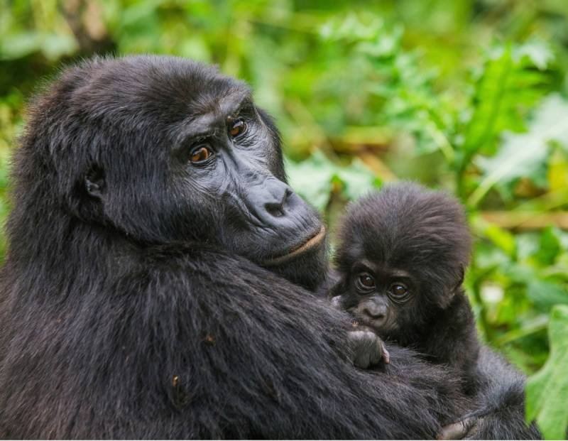 Papermoon Fototapete »Gorilla mit Baby« von Papermoon