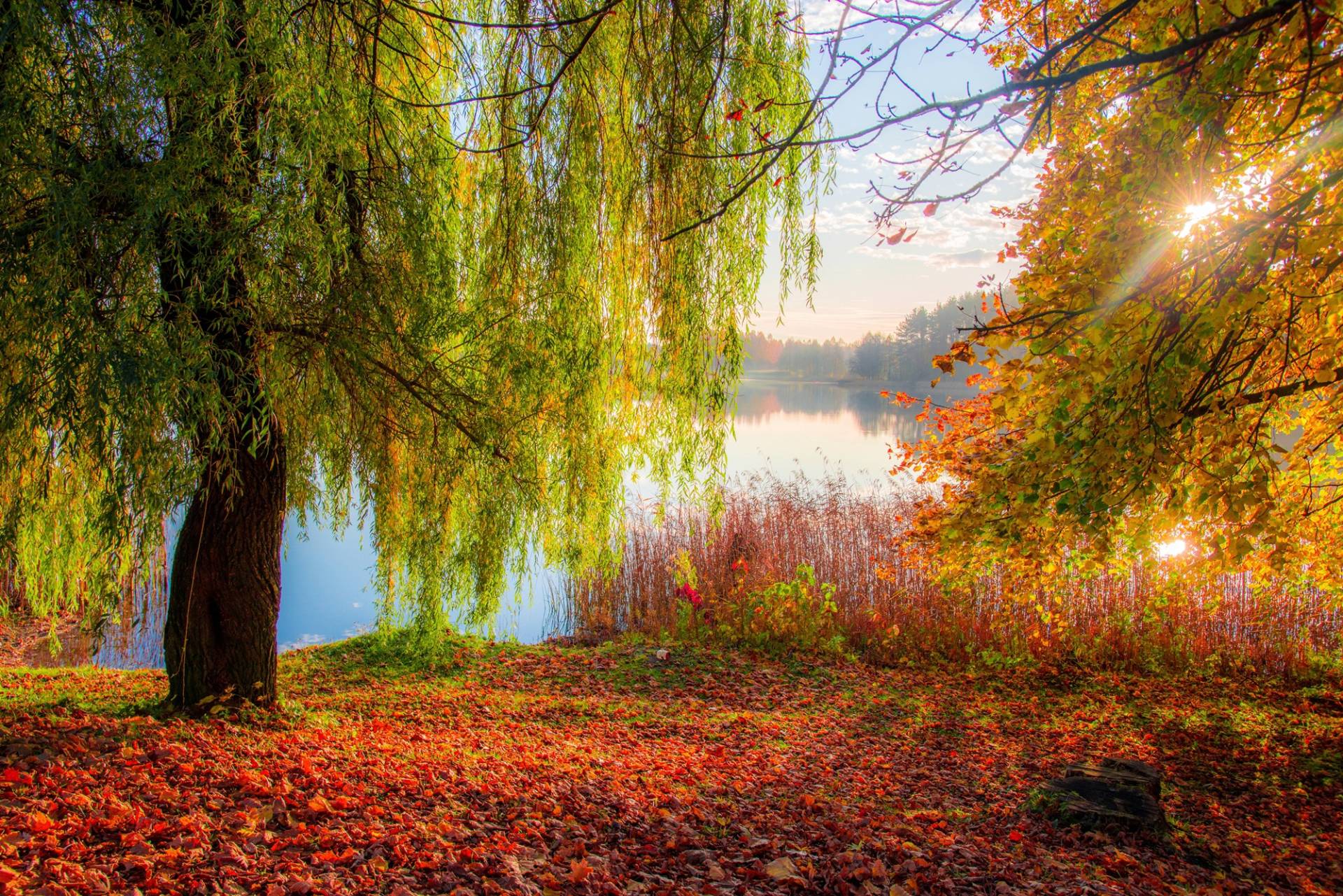 Papermoon Fototapete »HERBST-SEE-SONNE WALD UFER WASSER WALD BÄUME STRAND« Papermoon Fototapete »HERBST-SEE-SONNE WALD UFER WASSER WALD BÄUME STRAND« von Papermoon
