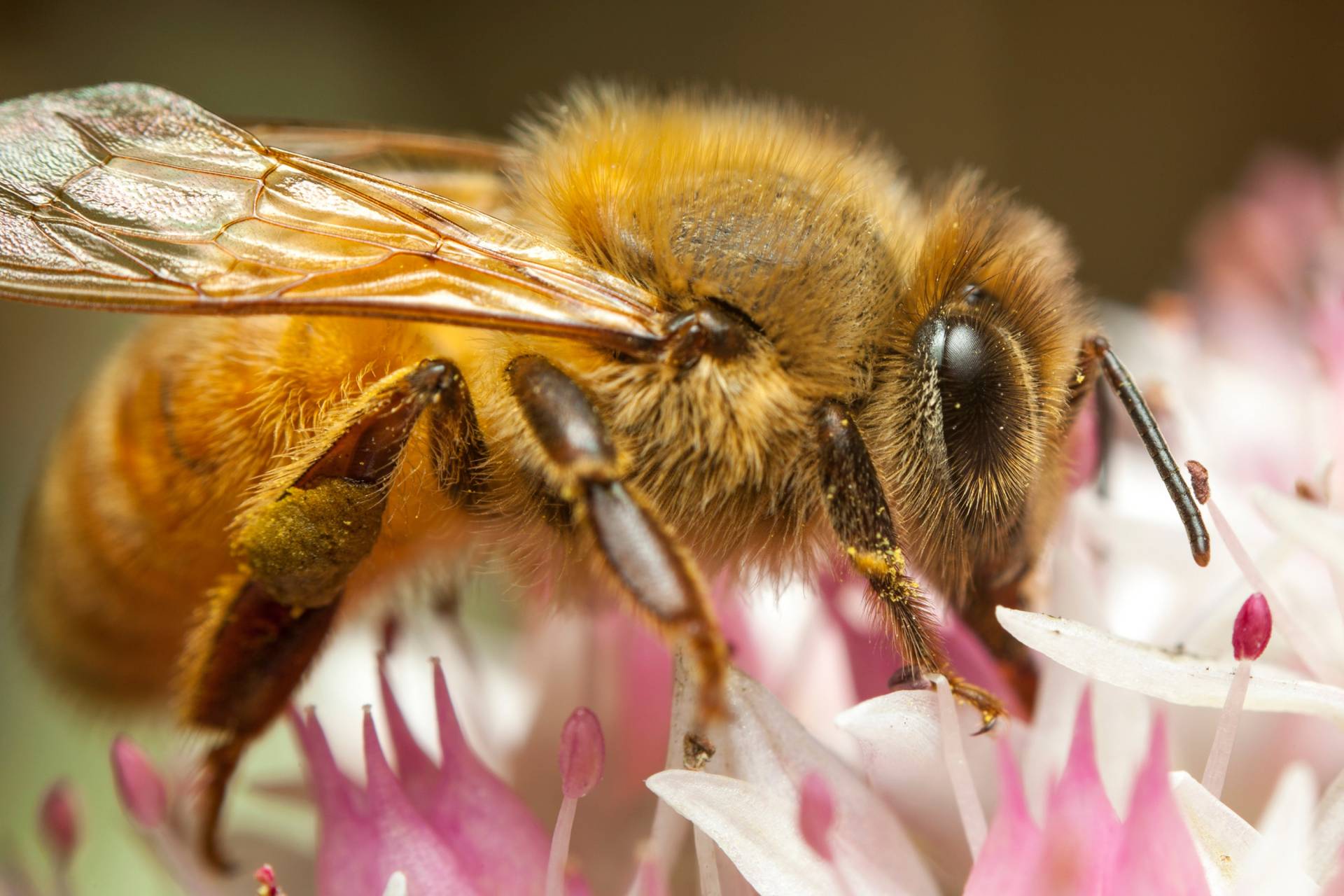 Papermoon Fototapete »HONIGBIENE-BIENE MAKRO BLÜTENSTAUB BLUME INSEKTE NATUR« Papermoon Fototapete »HONIGBIENE-BIENE MAKRO BLÜTENSTAUB BLUME INSEKTE NATUR« von Papermoon