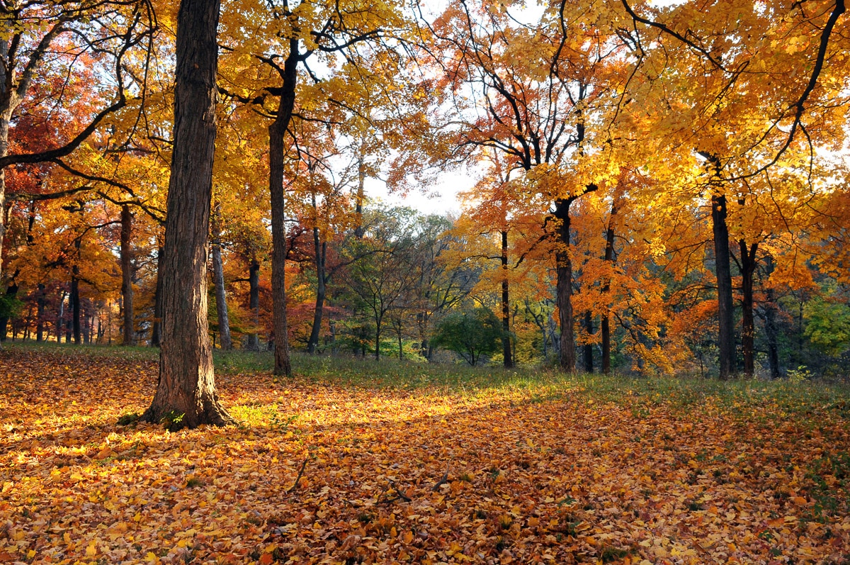 Papermoon Fototapete »Herbstwald« von Papermoon