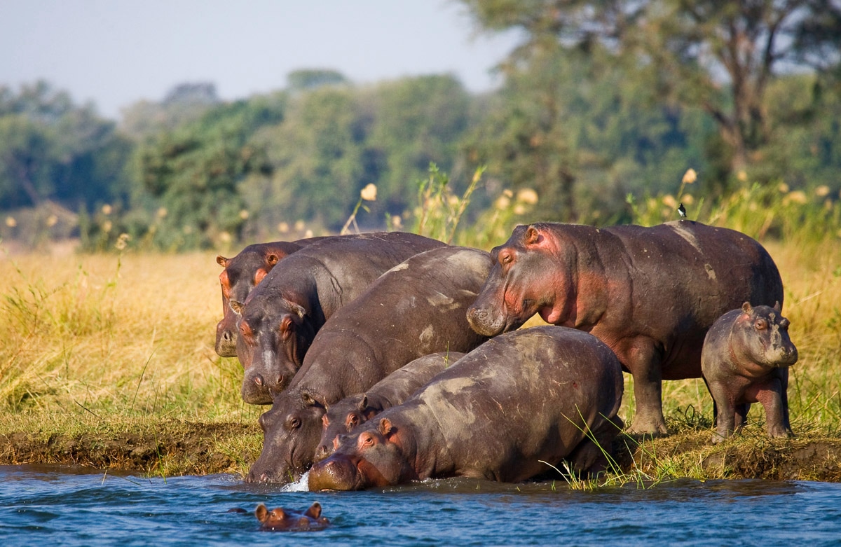 Papermoon Fototapete »Hippo Familie« von Papermoon