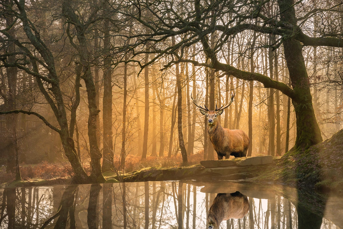Papermoon Fototapete »Hirsch im Wald« von Papermoon
