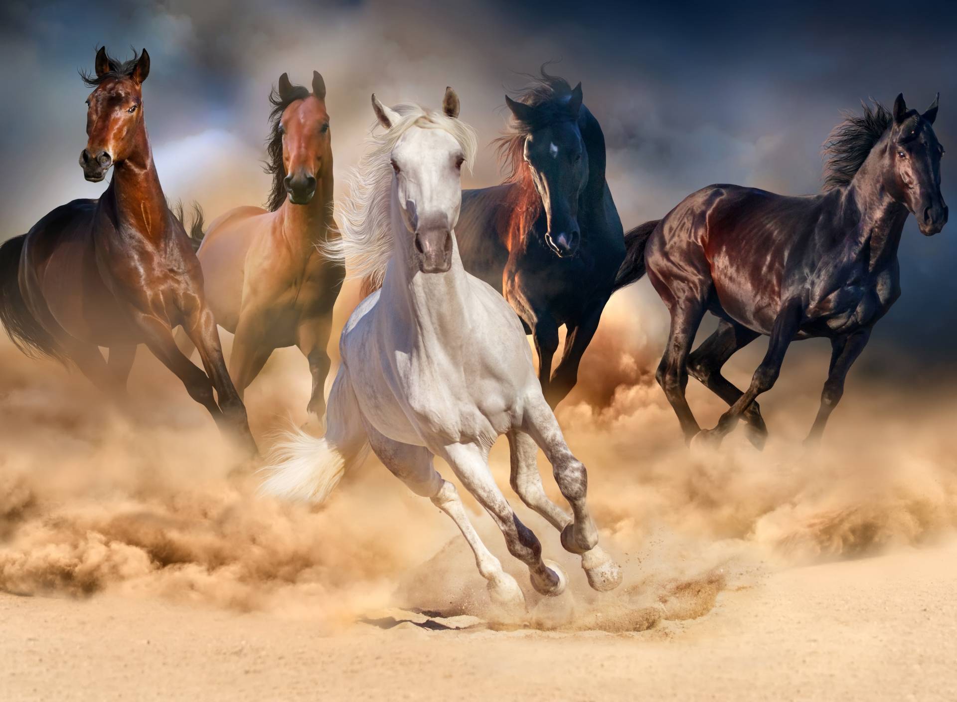 Papermoon Fototapete »Horse Herd in Gallop« von Papermoon