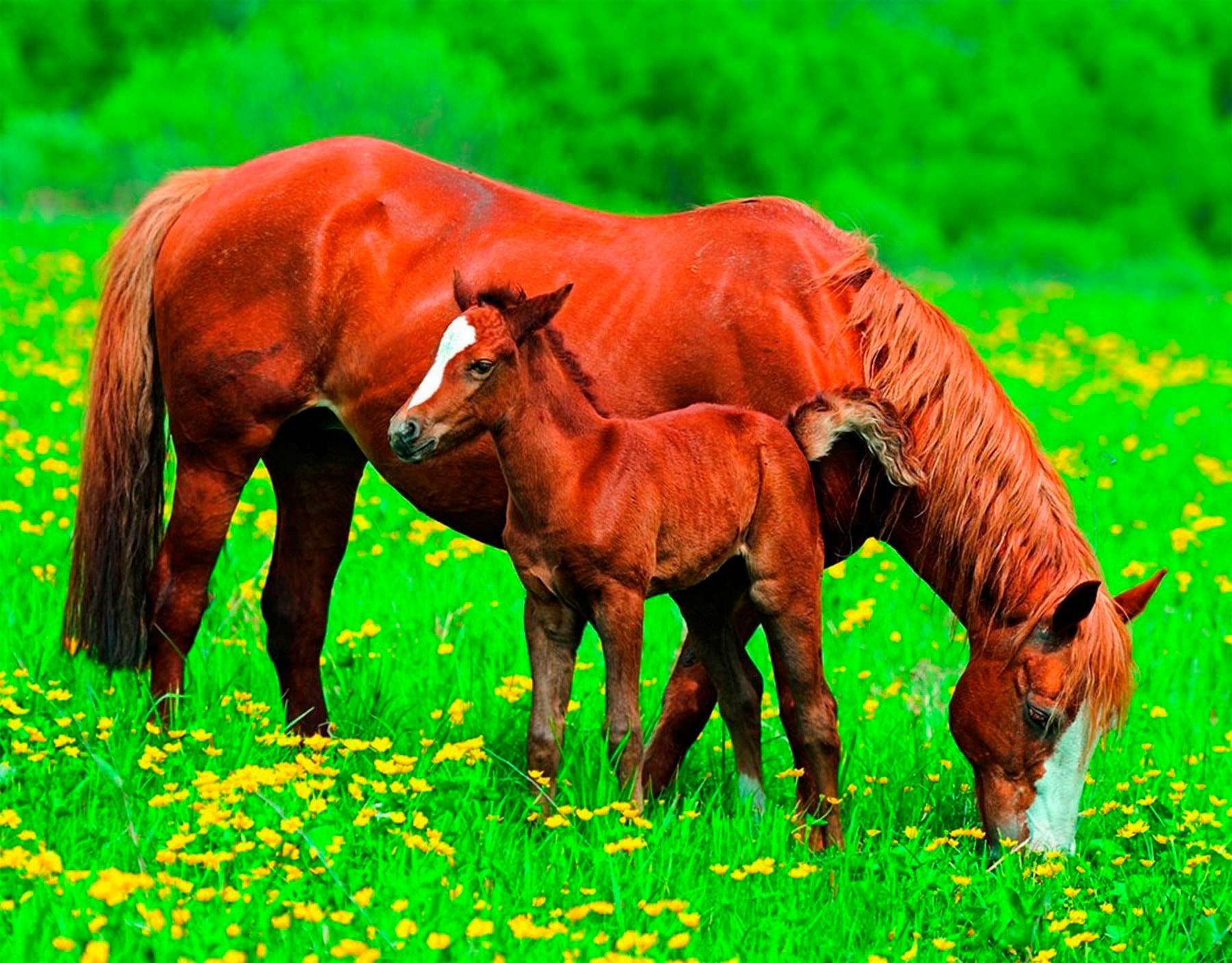 Papermoon Fototapete »Horses« von Papermoon