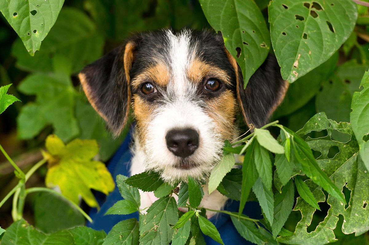 Papermoon Fototapete »Hund« von Papermoon