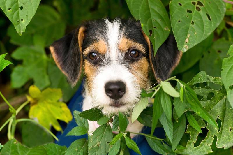 Papermoon Fototapete »Hund« von Papermoon