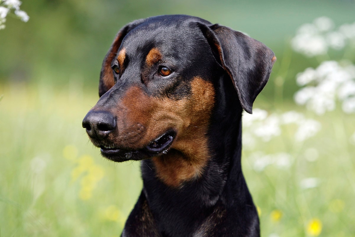 Papermoon Fototapete »Hund« von Papermoon
