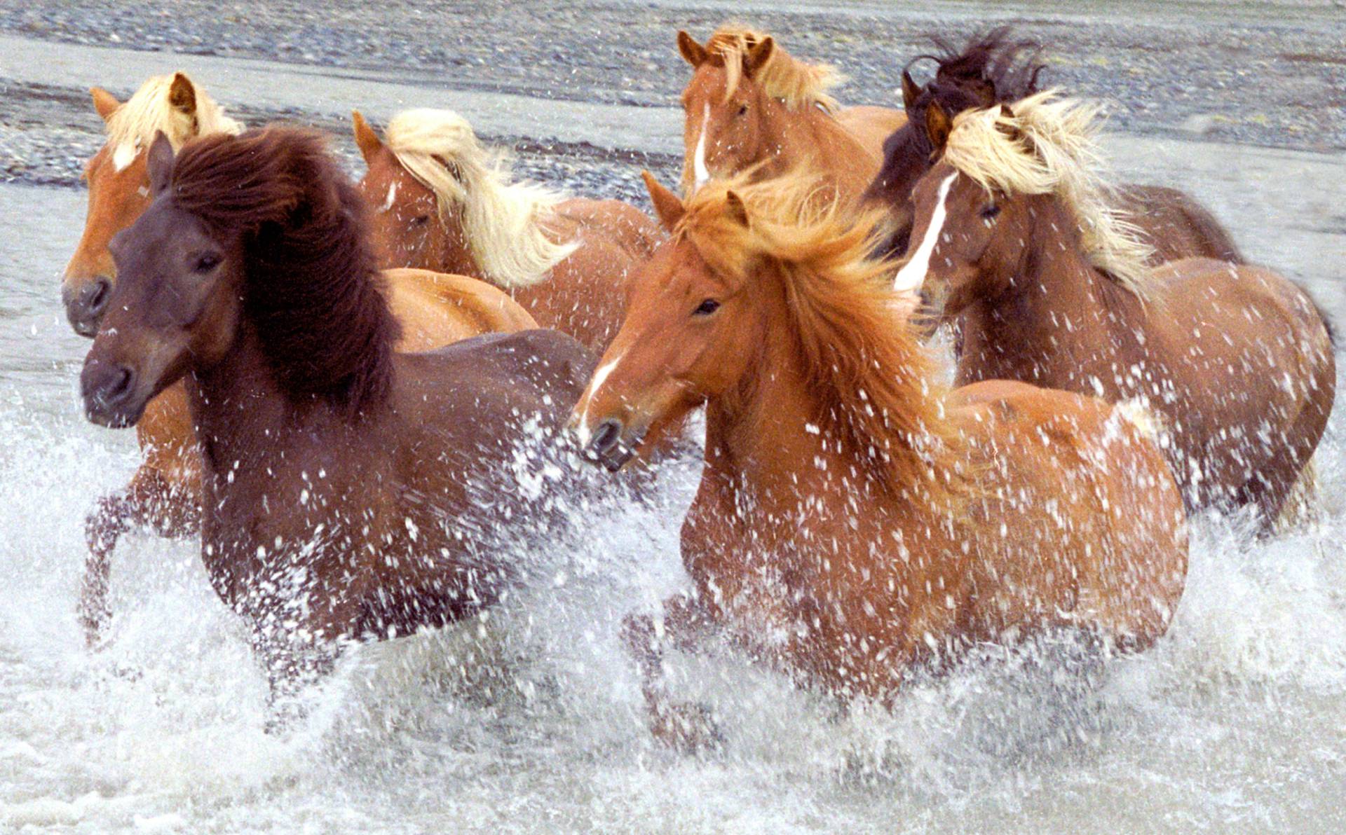 Papermoon Fototapete »ISLAND-PFERDE-PONY FLUSS INSEL STRAND MEER TIER NATUR« von Papermoon
