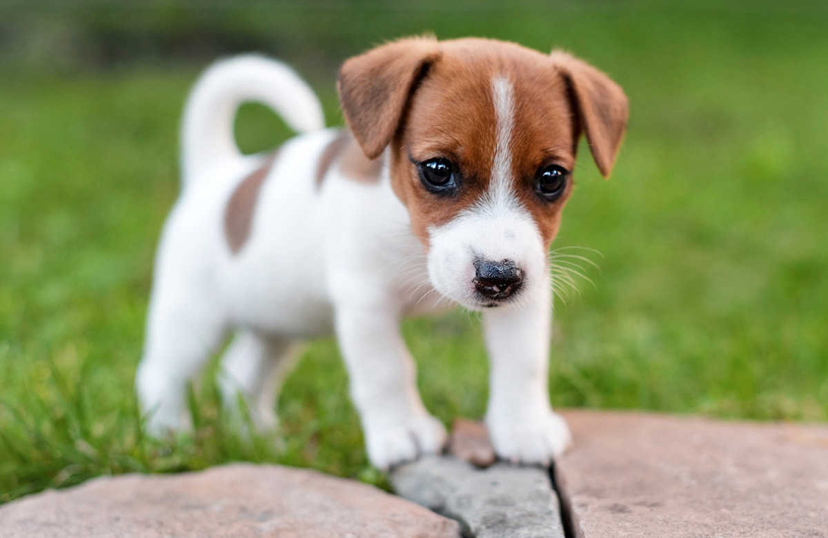 Papermoon Fototapete »JACK RUSSEL-WELPE TERRIER HUND WIESE PARK LANSSCHAFT« von Papermoon