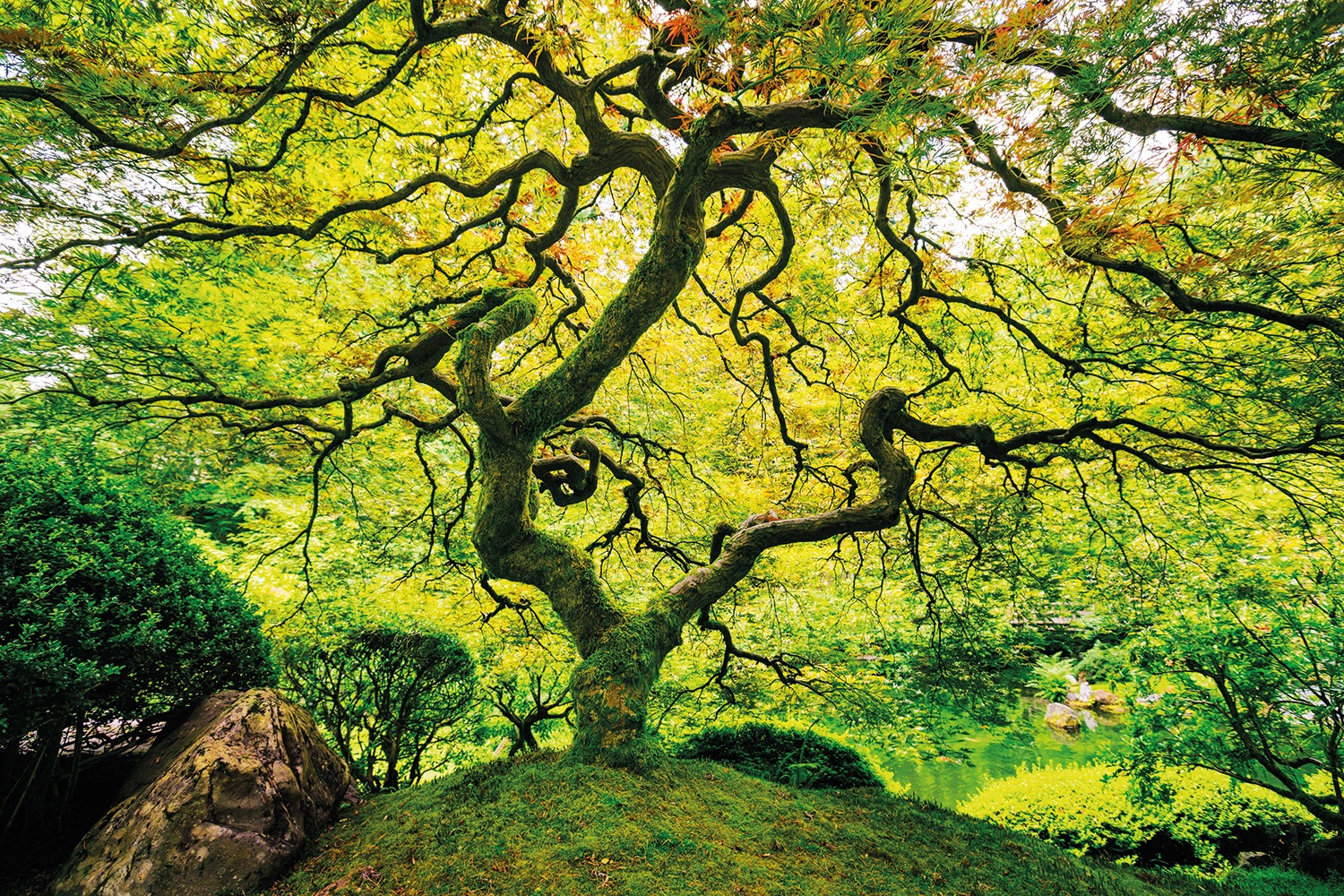 Papermoon Fototapete »Japanese Maple Tree« Papermoon Fototapete »Japanese Maple Tree« von Papermoon