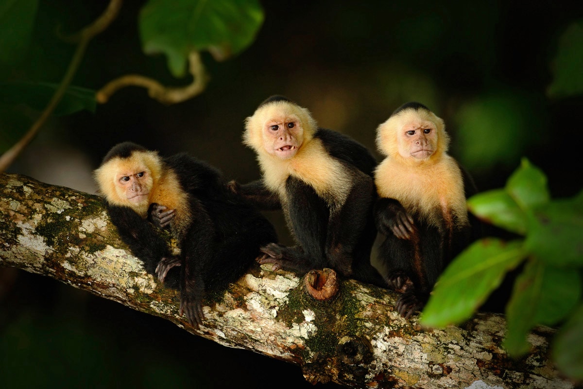 Papermoon Fototapete »KAPUZINER-AFFEN-TIERE AMAZON DSCHUNGEL REGENWALD NATUR« von Papermoon